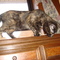 Kats_Cauldron's profile picture