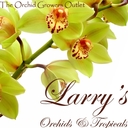 LarrysOrchids's profile picture