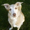 Rainbow_Pets's profile picture