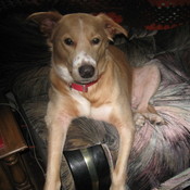 buddy_s_vintage_more's profile picture