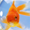 Goldfishgames's profile picture