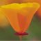 amapola's profile picture