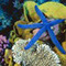 seastartrading's profile picture