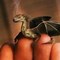 BizarreBazaar's profile picture