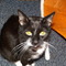 Robins_Booth's profile picture
