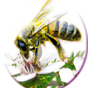 MeshakProductions's profile picture