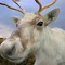 ReindeerPearls's profile picture