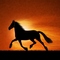 horseofcourse's profile picture