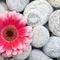 MeAndMySweetPeas's profile picture