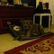 misspoly's profile picture