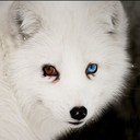 WhiteFoxCoven's profile picture