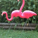 flamingogirl1961's profile picture