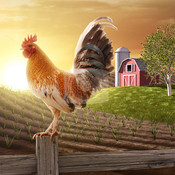 chicken_Hill's profile picture