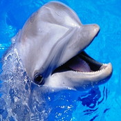 Dolphin555US's profile picture