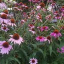 hollyhillnurseries's profile picture