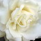 beautifuljewelryshop's profile picture