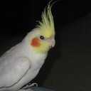 birdlucky's profile picture