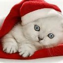 KittyPlusSize's profile picture