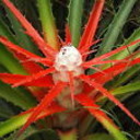 FromTheGardenPlants's profile picture