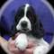Puccini's profile picture