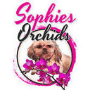 Sophiesorchids's profile picture