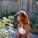 helpingrescuedogs's profile picture