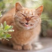 SmilingCatCompany's profile picture