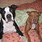sfbullyluv's profile picture