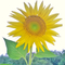 RockysSunshine's profile picture