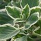 Formosa_Environments's profile picture