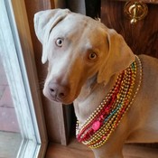 sallysfur_n_stuff's profile picture