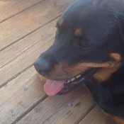 Tdogs_Bargain_Barn's profile picture