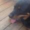 Tdogs_Bargain_Barn's profile picture