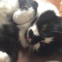 snoringcat's profile picture