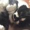 snoringcat's profile picture