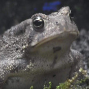 Biggy_Toad's profile picture