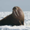 Walrus_Master's profile picture