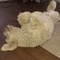 Goldcrow's profile picture