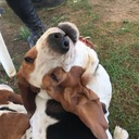 Bassetbabe's profile picture