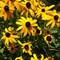 Tabitha_sMtnRhapsody's profile picture