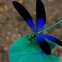 Sixdragonflies's profile picture
