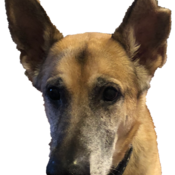 Shinycquin's profile picture