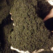 Liberty_Worms's profile picture