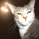 BossKitty's profile picture