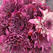 ellissa's profile picture