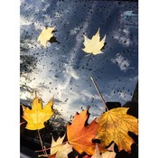 GeorgeM1105's profile picture