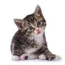 abderrahim7's profile picture