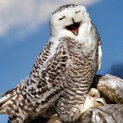 Laughing_Owl_Gallery's profile picture