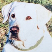 Cooper9659's profile picture