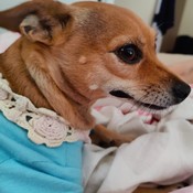 chichi_charms's profile picture